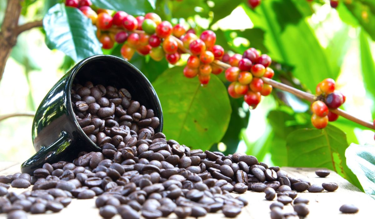 African Coffee Campus