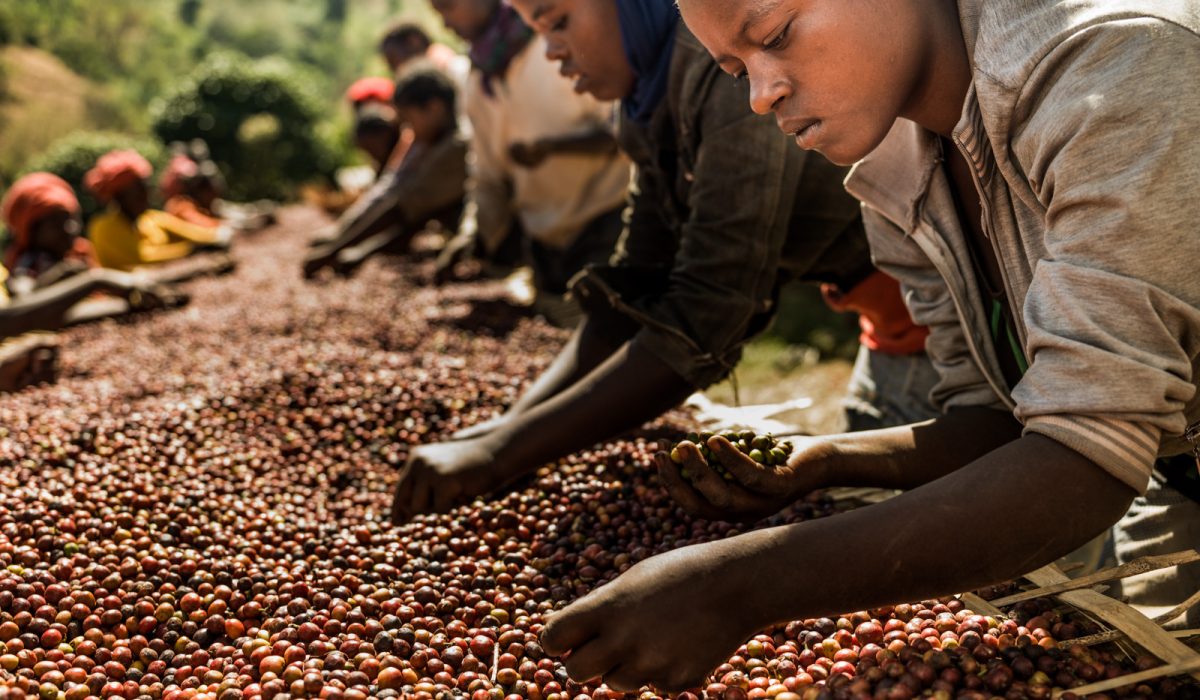 African Coffee Campus