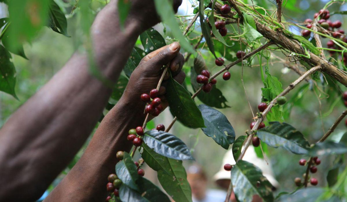 African Coffee Campus